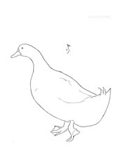 Duck Walking, line drawing by Sarah Myers