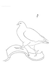 Pigeon Walking, line drawing by Sarah Myers