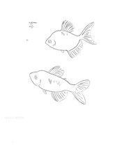 Two Fish, line drawing by Sarah Myers