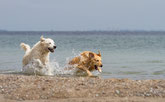 Tobende Hunde im Wasser