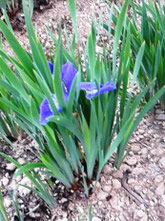 戸畑あやめ　東大谷植物園2014.5.3撮影