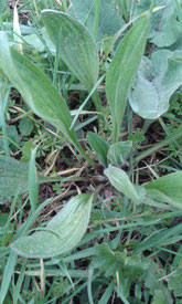 Plantain - Plantago lanceolata