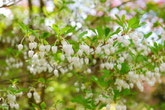 みのかも健康の森では、オトコエシの花が美しく咲きます。