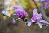 みのかも健康の森のムクゲの花が美しく咲いています。