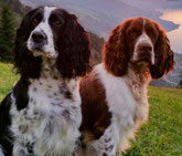 Springer Spaniel Zucht, Nidwalden