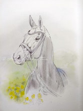Aquarell Portrait malen lassen-Pferdebild