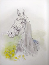 Aquarell Portrait malen lassen-Pferdebild
