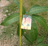 2019年１月　購入時