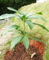 2018年12月　購入時