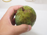 少しカビが生えている感じ。
