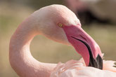 Flamingos