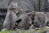 Wildkatzen