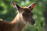 Diverse Tiere im Tierpark Goldau