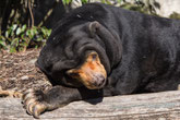 Diverse Tiere