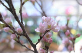 早咲きの桜　あんみつ色の金澤友禅工房　和こもの