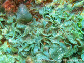 Algue verte, sphère et ruban froissé, cellules, petites bulles serrées.