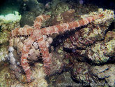 étoile de mer, très grosse, clouté, coloration crème et orangé