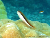 Poisson, corps allongé, bicolore blanc brun, oeil cerclé doré, anus, tache noire