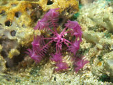 Capillaster tenuicirrus  