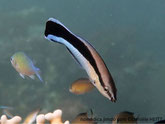 poisson, allongé, bande, horizontale, noire