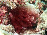 algue rosâtre à jaunâtre, petit buisson, branches terminaisons lobées