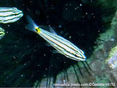 Poisson, argenté, lignes noires, pédoncule caudal, tache jaune centre tache noire,  2ème petite tache noire et tache blanche