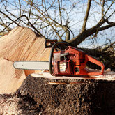 rote Motorsäge auf einen umgeschnittenen Baumstamm platziert