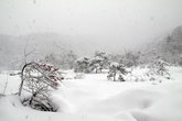 雪に覆われた湿原