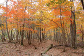 四季の森の紅葉