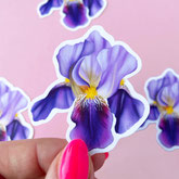 colorful iris flower sticker