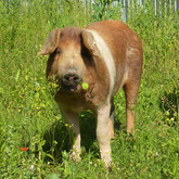 Schweine, alte Nutztierrasse, Rotbunte, Husumer, Dargow, Schaalsee, Löwelhof