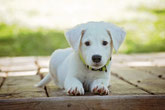 Chiot labrador