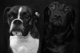 Boxer et Labrador