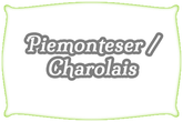 Rinderrasse | Piemonteser x Charolais | Mein BioRind