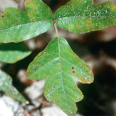 Rhus toxicodendron - Giftsumach - bei rheumatischen Schmerzen in Knochen, Knochenhaut, Gelenken, Sehnen und Muskeln sowie Folgen von Verletzungen und Überanstrengungen, enthalten in metatendolor