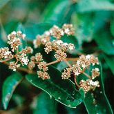 Haronga  - Drachenblutbaum -  bei Verdauungsschwäche durch Funktionsstörungen der Bauchspeicheldrüse, enthalten in metaharonga®