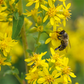 Solidago virgaurea - Goldrute - bei Nierenschwäche, enthalten inmetasolitharis und metasolidago®S Inj.