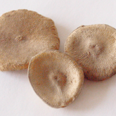 Nux vomica - Brechnuss, Krähenauge - bei Entzündungen und Krampfzustände des Magen-Darm-Kanals, Leber- und Gallestörungen, Verstopfung, Beschwerden durch Nahrungs-, Arznei- und Genussmittel, enthalten in metaharonga® und metanuxvomica