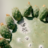 Coccus Cacti - Cochenilla - bei Entzündungen des Nasen-Rachen-Raumes und der Atemwege, enthalten in metatussolvent® Hustentropfen