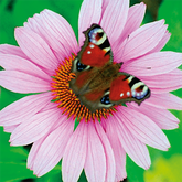 Echinacea  - Sonnenhut - zur unterstützenden Behandlung schwerer und fieberhafter Infektionen,  enthalten in metabiarex®N,  metabiarex®S Inj. und  metaglobiflu Erkältungsglobuli