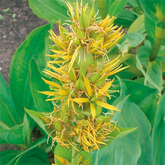 Gentiana lutea  - Gelber Enzian - bei Verdauungsstörungen, enthalten in metavirulent®  und metavirulent®Inj.