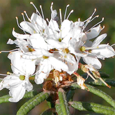 Ledum - Sumpfporst - bei Gicht und Gelenkrheumatismus; Verrenkungen, Verstauchungen und Lähmungen, enthalten in metatendolor