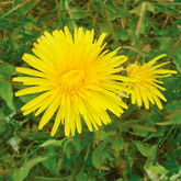 Taraxacum - Löwenzahn - bei Entzündungen und Erkrankungen des Leber-Galle-Systems, enthalten in metaharonga®