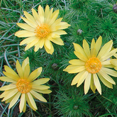 Adonis vernalis - Adonisröschen -  bei Herzschwäche, enthalten in  metarubini N