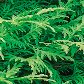 Thuja - Lebensbaum - bei Rheumatismus, enthalten in metatendolor