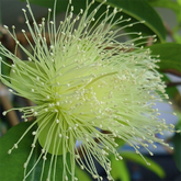 Syzygium jambolanum - Jambulbaum - Zusatzmittel bei Zuckerkrankheit, enthalten in metaharonga®