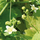 Bryonia - Zaunrübe, Gichtrübe -  bei akutem und chronischen Rheumatismus, enthalten in  metaossylen®N,  metasymphylen® und metatendolor