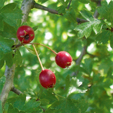 Crataegus - Weißdorn - bei Herz- und Kreislaufstörungen wie Herzschwäche, Altersherz, Herzrhythmusstörungen, Angina pectoris und Störungen des Blutdrucks, enthalten in metarubini N