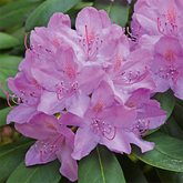 Rhododendron - Gichtrose - bei Rheumatismus und Nervenschmerzen, enthalten in metatendolor