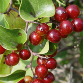 Smilax - Stechwinde - bei Rheumatismus, enthalten in metatendolor